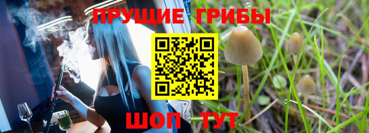 Красноярск  Галлюциногенные грибы Psilocybe  Вход с VPN 